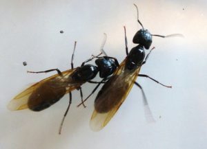 Carpenter Ants can hurt Log Homes