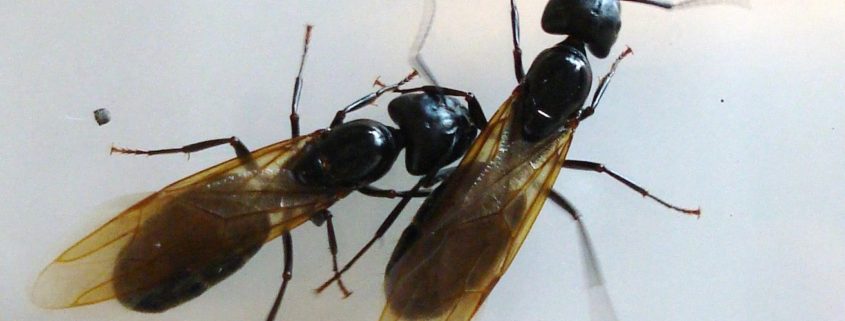 Carpenter Ants can hurt Log Homes